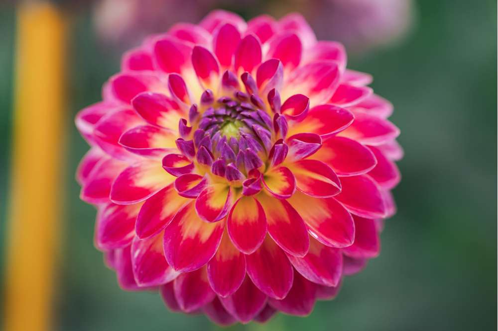 Dahlia 'Hapet Daydream'